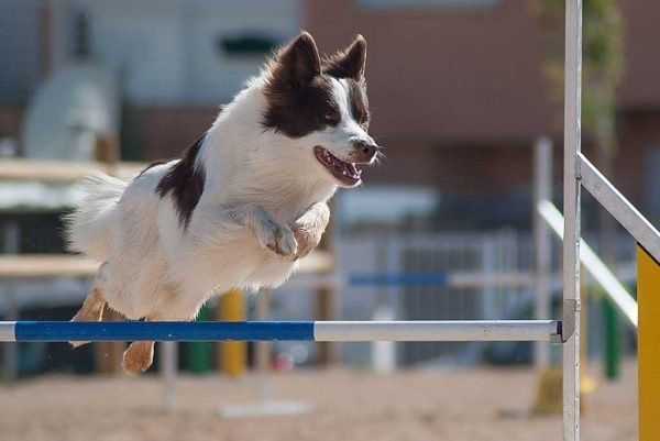 Perro saltando un obstáculo de agility